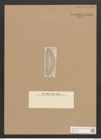 Diatomeae indet. Zeichnungen Sammlung Grunow Nr. 2836 (NHMW-BOT-W0370148)